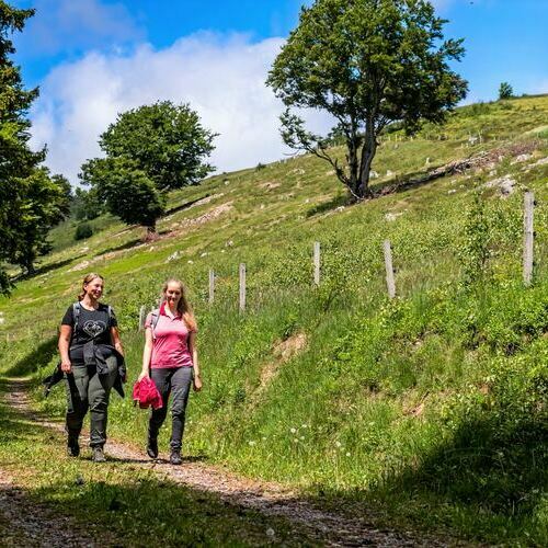 Das Bild zeigt zwei Freundinnen, die auf der Oberen Stuhlsebene vorbei an alten Weidbuchen wandern.