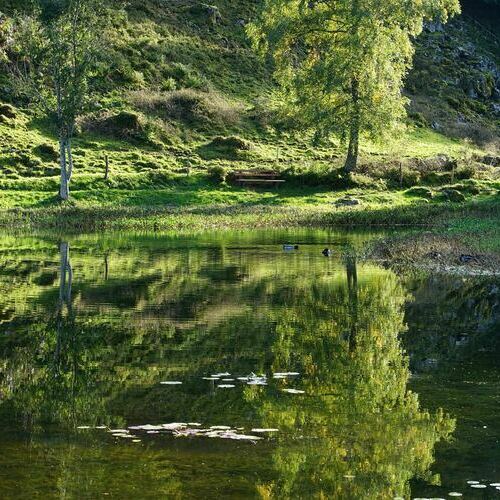 Enten schwimmen auf dem Letzbergweiher.