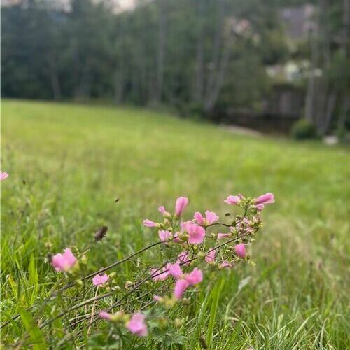 Urlaub und Erholung inmitten der herrlichen Natur- und Kulturlandschaft der Schwarzwaldregion Belchen