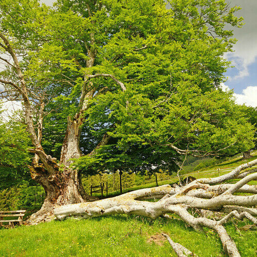 alte Weidbuche auf dem Weidbuchenpfad