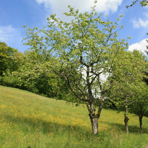 Sommerwiese mit Kirschbaum