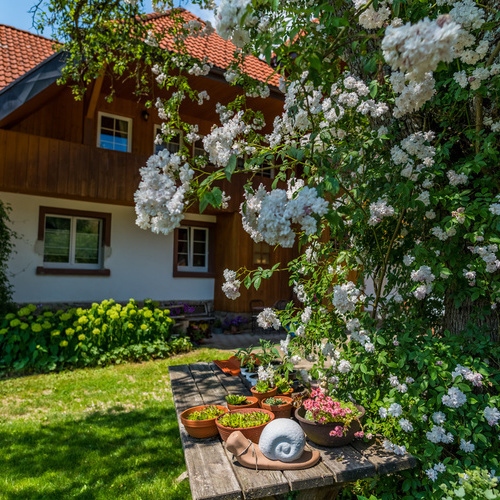 Gartentisch unter einem blühendem Strauch im Hintergrund das Haus - Gartentisch unter einem blühendem Strauch im Hintergrund das Haus -