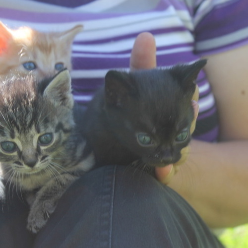 Kleine Kätzle - Kleine Kätzle -