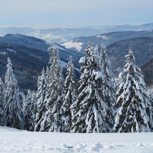 Winterliche Impressionen zwischen Feldberg und Belchen mit verschneiten Tannen - Winterliche Impressionen zwischen Feldberg und Belchen mit verschneiten Tannen -