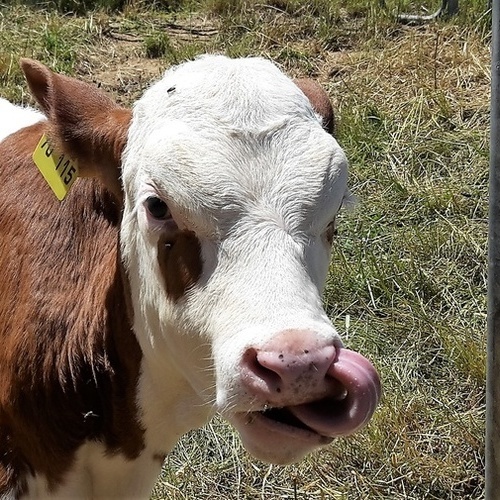 Unsere Kälber freuen sich über Streicheleinheiten. - Unsere Kälber freuen sich über Streicheleinheiten. -
