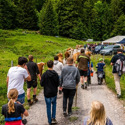Jungviehauftrieb mit Wandergruppe in Wieden - Jungviehauftrieb mit Wandergruppe in Wieden -