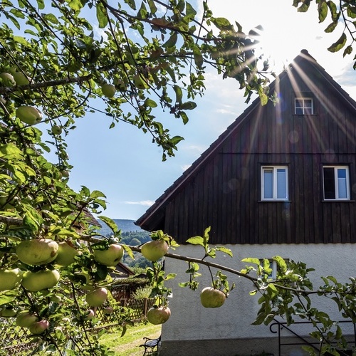 Apfelbaum vor dem Ferienhaus - Apfelbaum vor dem Ferienhaus -